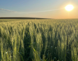 Trigo: Orientações De Manejo Para Garantir Produtividade