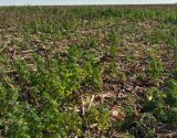 Dessecação pré-plantio: o primeiro passo para uma soja mais produtiva