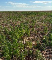 dessecacao-pre-plantio-o-primeiro-passo-para-uma-soja-mais-produtiva