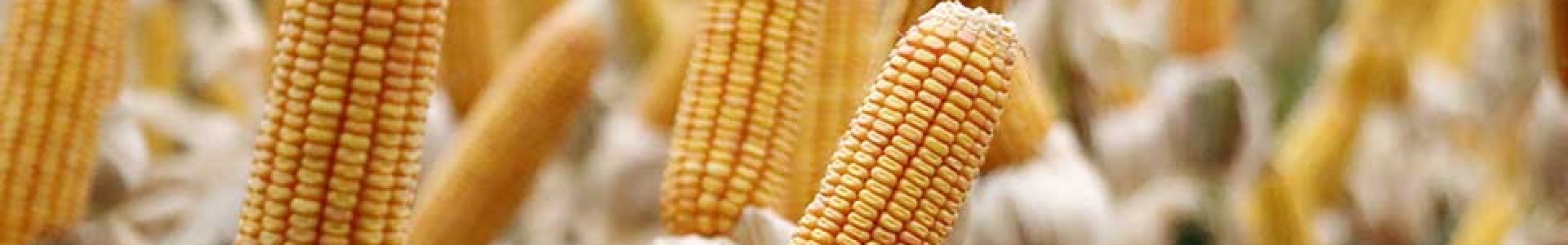 Panorama das lavouras de milho segunda safra na área de atuação da Coagru