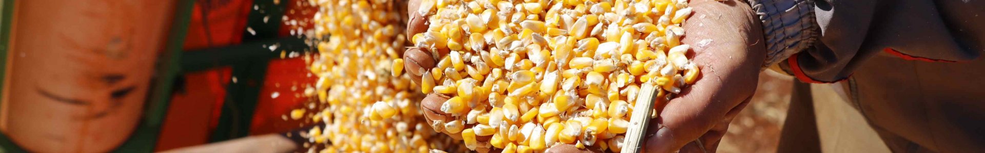 Elevadas produtividades animam os produtores de milho 2ª safra