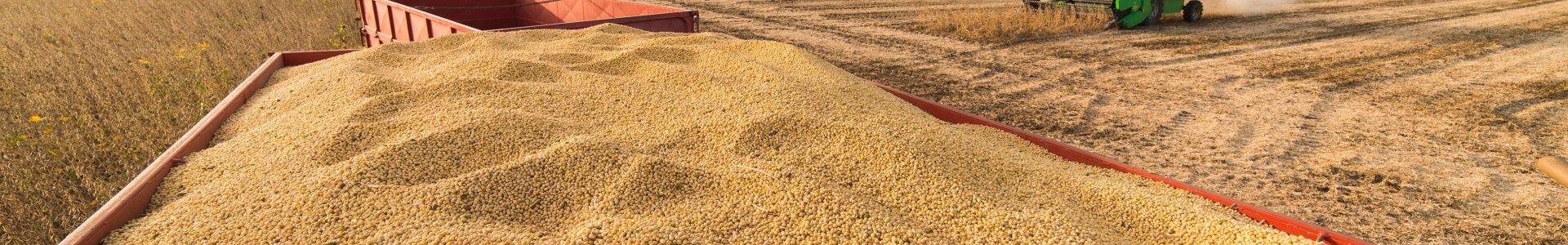 Pragas quarentenárias e sementes tóxicas