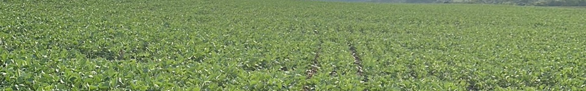 Panorama das lavouras de Soja Safra 2024/2025