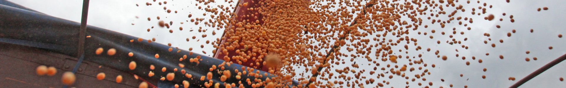 EXPECTATIVAS PARA A SAFRA VERÃO 2019/2020