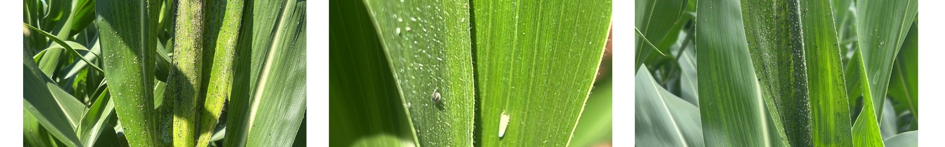 Manejo do pulgão na cultura do milho