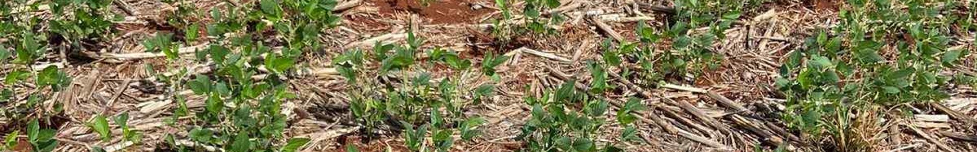 Fungos no Solo  Cultura da soja