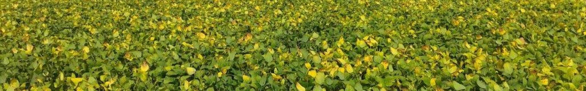 Soja na reta final na área de ação da COAGRU