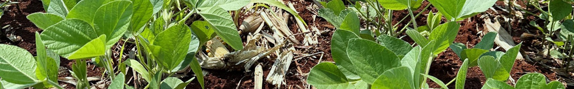 Plantio de soja safra 2024/25