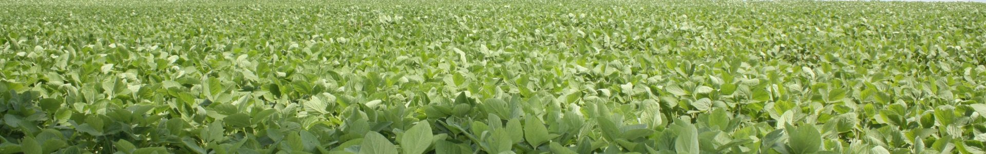 Lavouras de soja apresentam excelente desenvolvimento