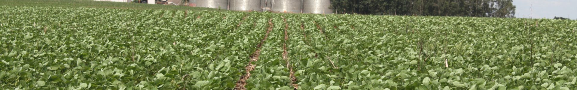 Lavouras de soja em pleno desenvolvimento