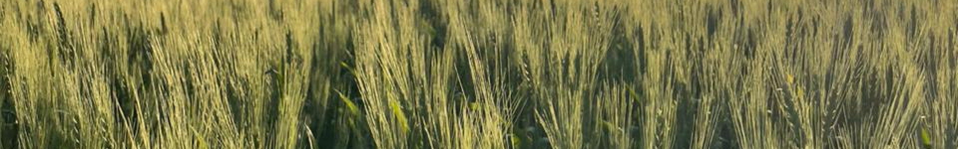 Trigo: Orientações De Manejo Para Garantir Produtividade