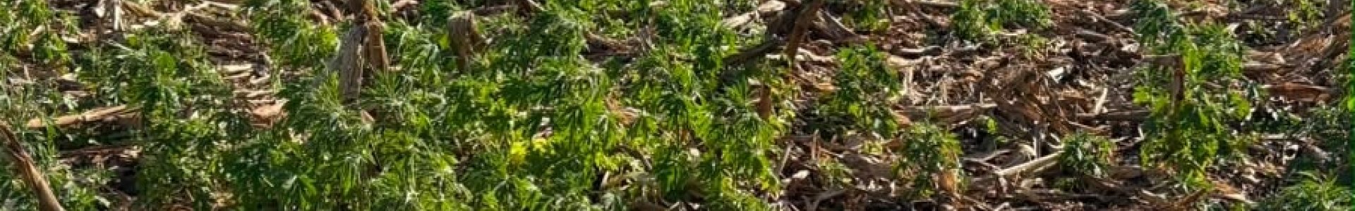 Dessecação pré-plantio: o primeiro passo para uma soja mais produtiva