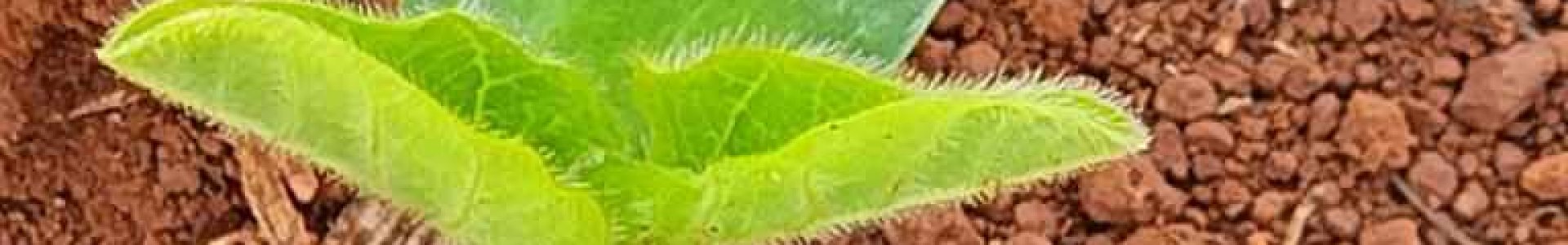 CORREÇÃO DE SOLO: GRANDE ALIADA DO HOMEM DO CAMPO