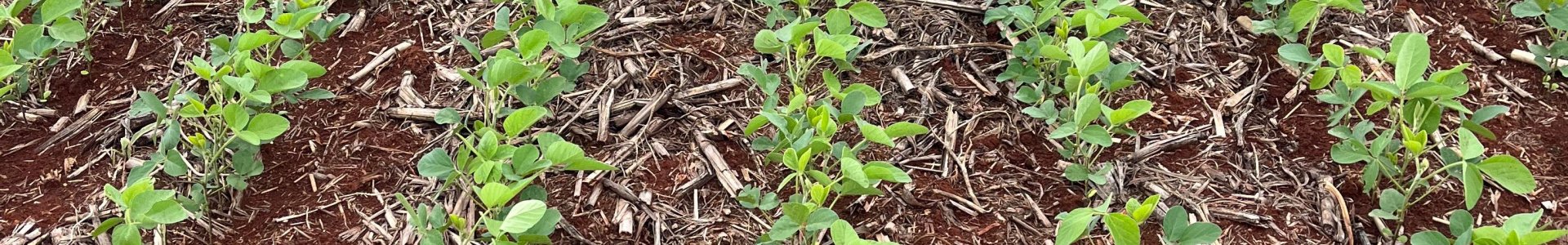 Cuidados iniciais no manejo da cultura da soja