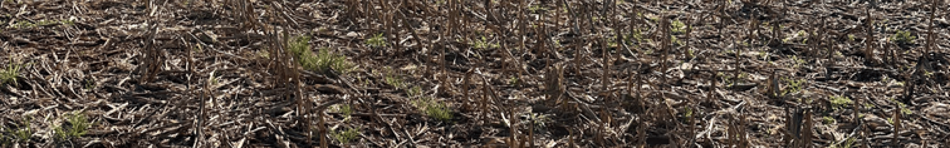 Dessecação pré-plantio da soja: passo essencial para uma boa safra