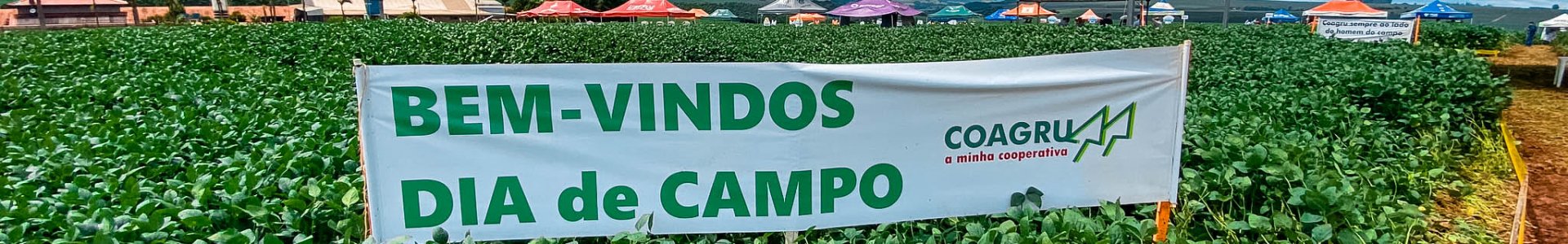 Dias de Campo Descentralizados