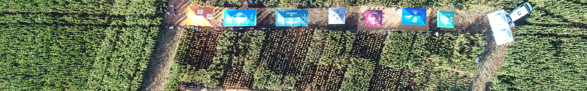 Unidade de Yolanda realiza Dia de Campo Descentralizado