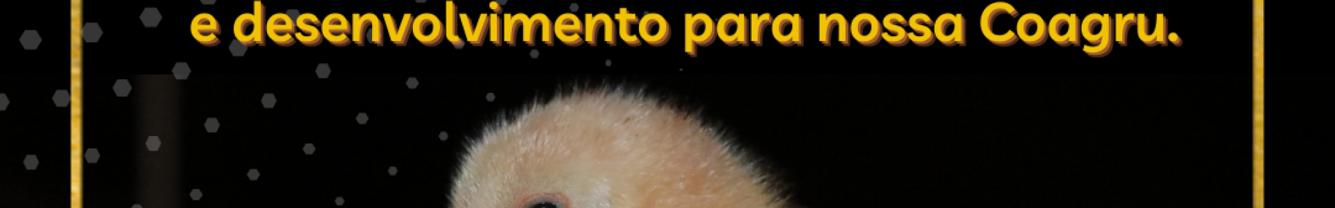 28 de Agosto - Dia do Avicultor