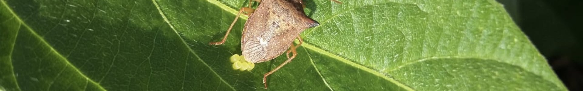 Início do Monitoramento de Pragas na Soja Safra 2020/2021