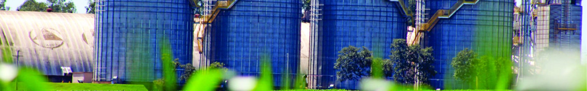 Panorama das culturas da Soja 2020/2021 e Milho 2ª safra 2021 