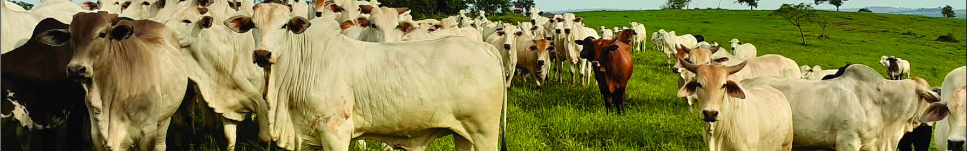 Produtos União possibilitam aos pecuaristas melhores resultados no período de inverno