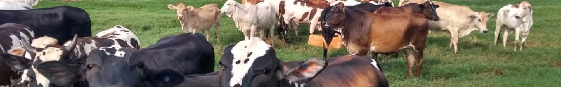 Suplementação oferecida pela Coagru é alternativa para os pecuaristas durante o inverno