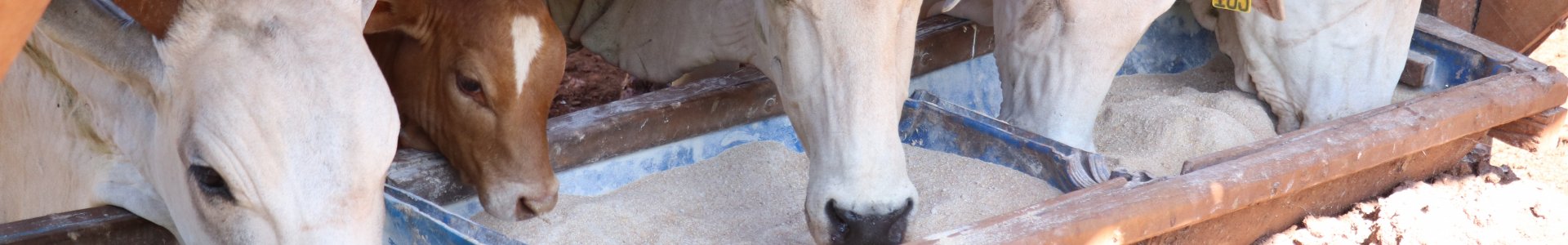 Orientação para suplementação no período de inverno