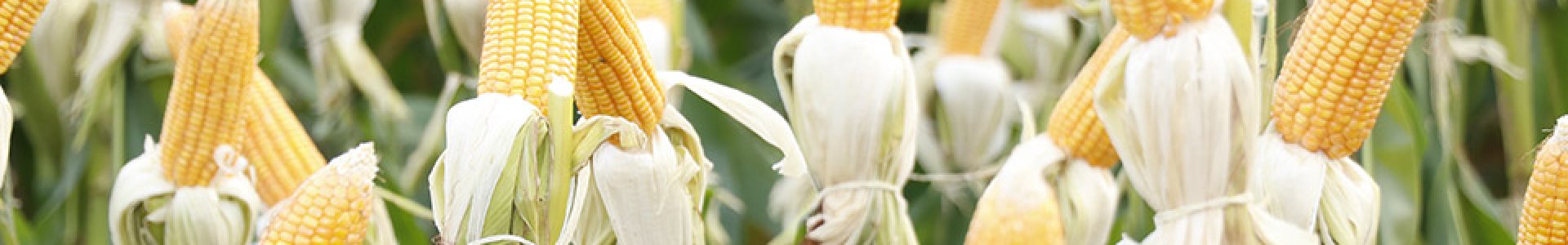 Coagru realiza Dias de Campo de Milho 2ª Safra nas unidades