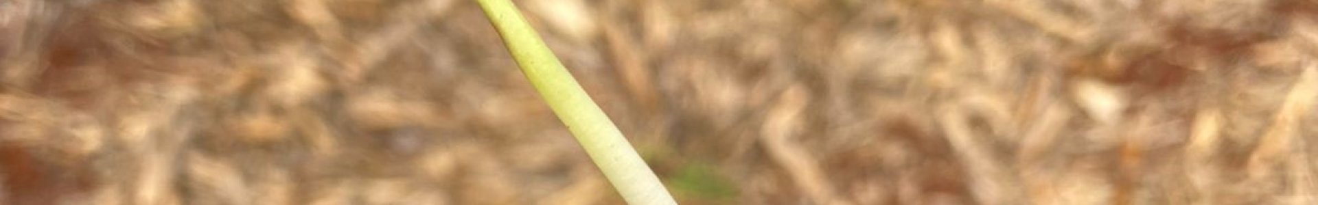 Plantio da Safra Verão 2021/2022