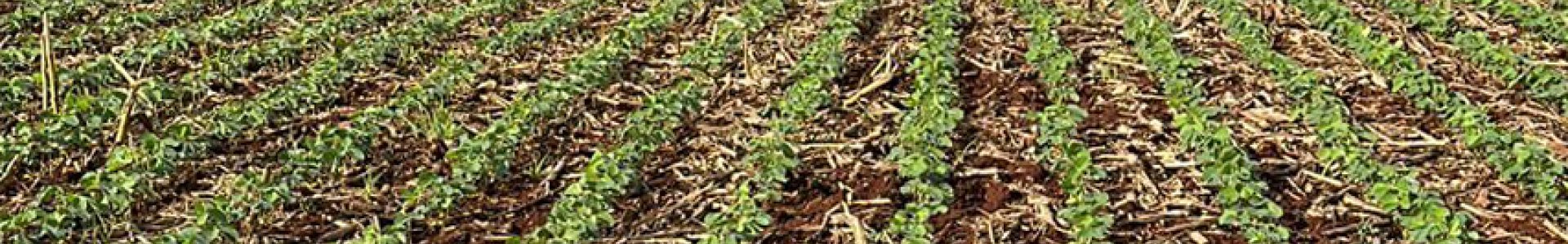 Produtores devem ficar atentos ao novo calendário do vazio sanitário da soja