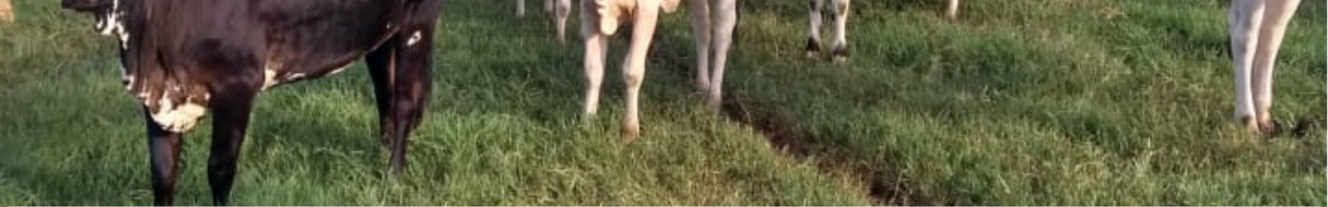 Orientação aos pecuaristas sobre casos de raiva em animais