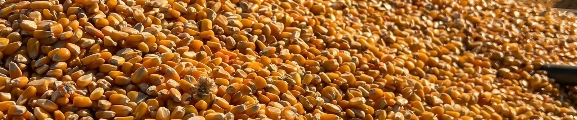 Manejo pré-colheita do milho 2ª safra: regulagem de máquinas, redução de perdas e qualidade de grãos