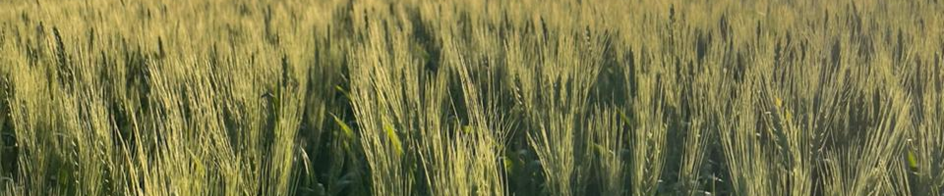 Trigo: Orientações De Manejo Para Garantir Produtividade