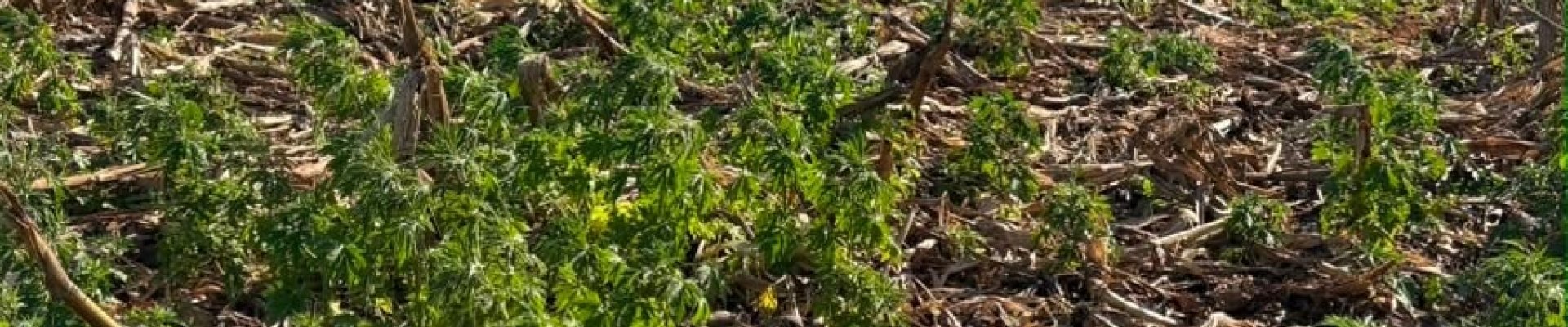 Dessecação pré-plantio: o primeiro passo para uma soja mais produtiva