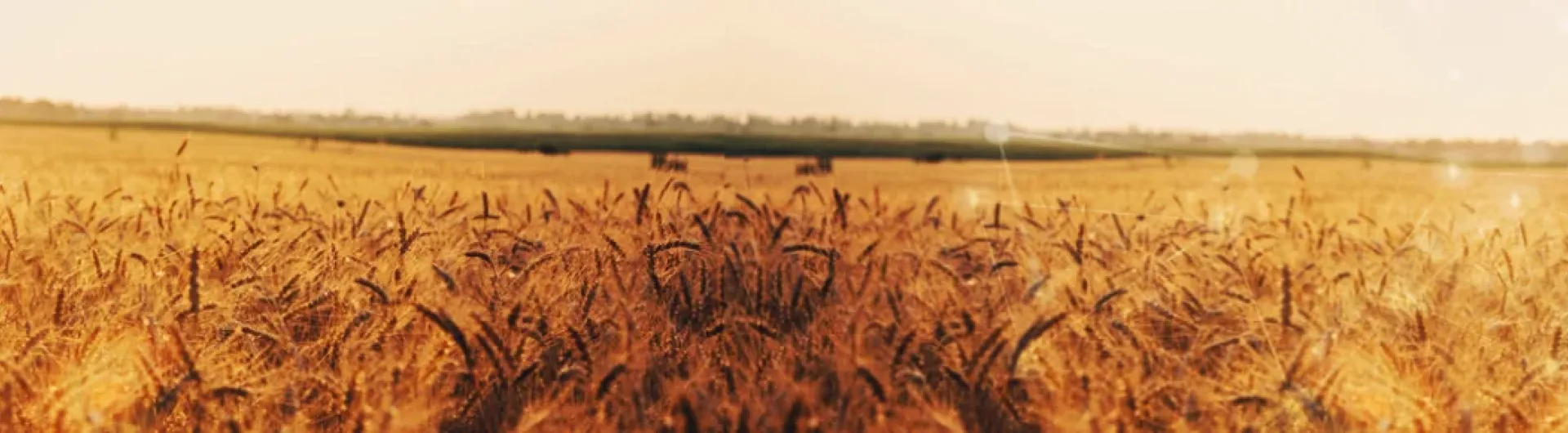 Farinha de Trigo e Derivados