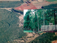 1983 - Reflorestamento Energético