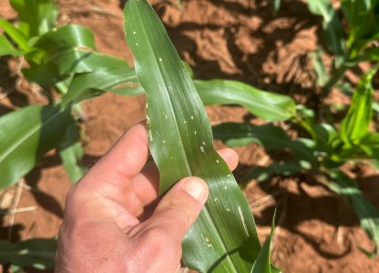 Manejo de doenças na cultura do milho 2ª safra