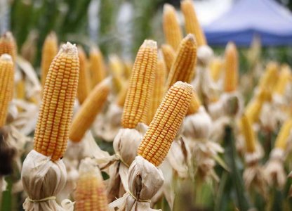 Panorama das lavouras de milho segunda safra na área de atuação da Coagru