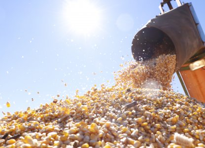 Cuidados na colheita do Milho 2ª Safra