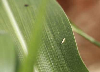 Manejo de Cigarrinhas no Milho