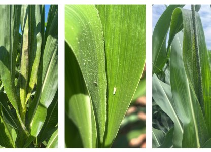 Manejo do pulgão na cultura do milho