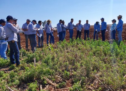 DEPARTAMENTO TÉCNICO DA COAGRU VISITA ÁREA DE ENSAIO PARA MANEJO DE PLANTAS DANINHAS