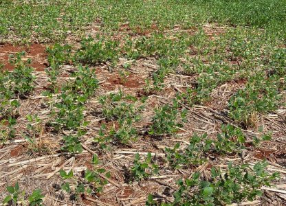 Fungos no Solo  Cultura da soja