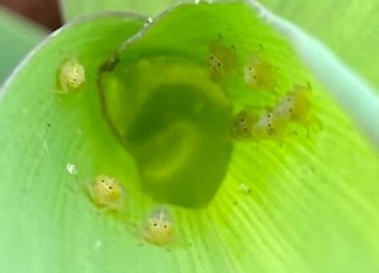 CONTROLE DE CIGARRINHAS