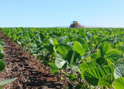 Cuidados iniciais na Cultura da Soja 