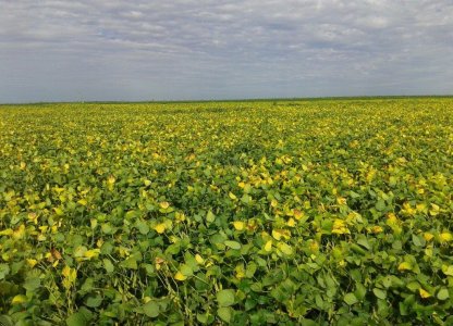 Soja na reta final na área de ação da COAGRU