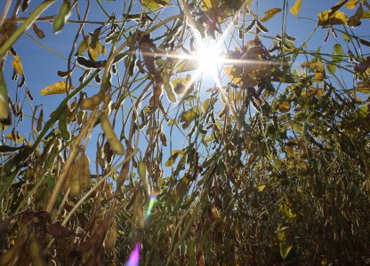 CLIMA SECO PREOCUPA COOPERANTES DA COAGRU