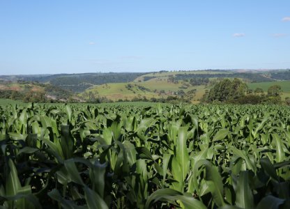 MILHO 2ª SAFRA 2022