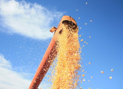 Dada a largada na colheita do milho 2ª safra