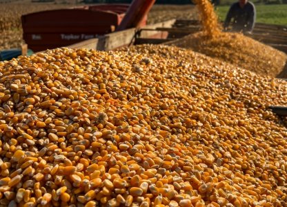 Manejo pré-colheita do milho 2ª safra: regulagem de máquinas, redução de perdas e qualidade de grãos